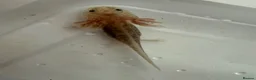 Axolotl reptiles for sale: Axolotl - Advert 10