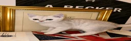 British Shorthair cats for sale: British shorthair kittens ready to leave - Advert 8