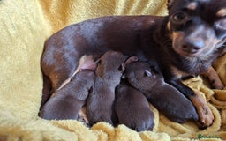 Chihuahua dogs for sale: 4 stunning chocolate and tan chihuahua puppys. - Image 19