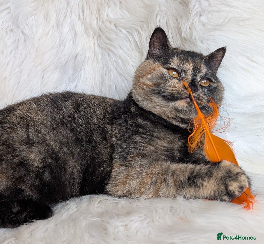 British Shorthair cats for sale: Gorgeous British shorthair  - Image 7