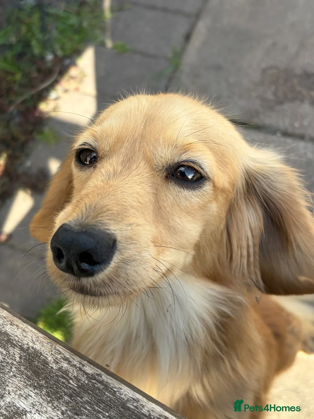 Miniature Dachshund dogs for stud: Cream long hair mini dachshund  - Advert 1