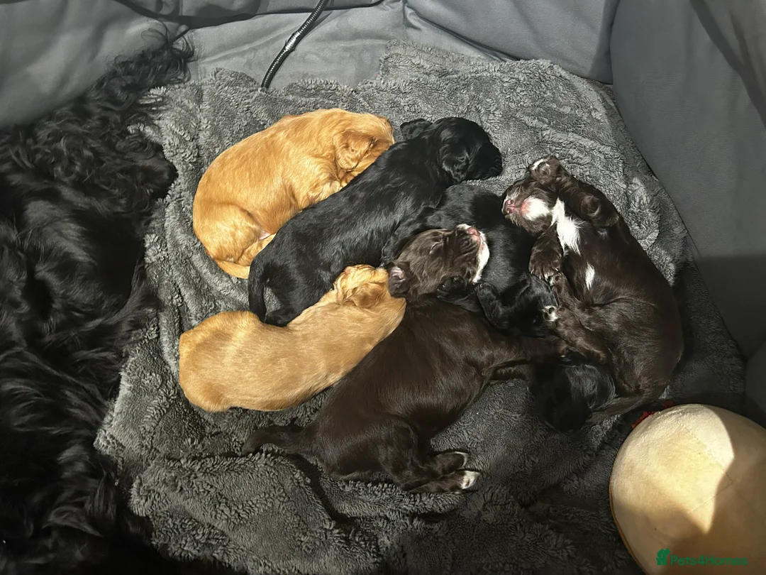 Cocker Spaniel dogs for sale: Cocker Spaniel Puppies - Advert 1