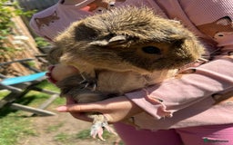 Guinea Pig rodents for sale: Two sister guinea pigs  - Image 5