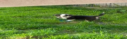 Welsh Corgi Pembroke dogs for sale: Badger needs a home! KC Corgi ready now  - Advert 9