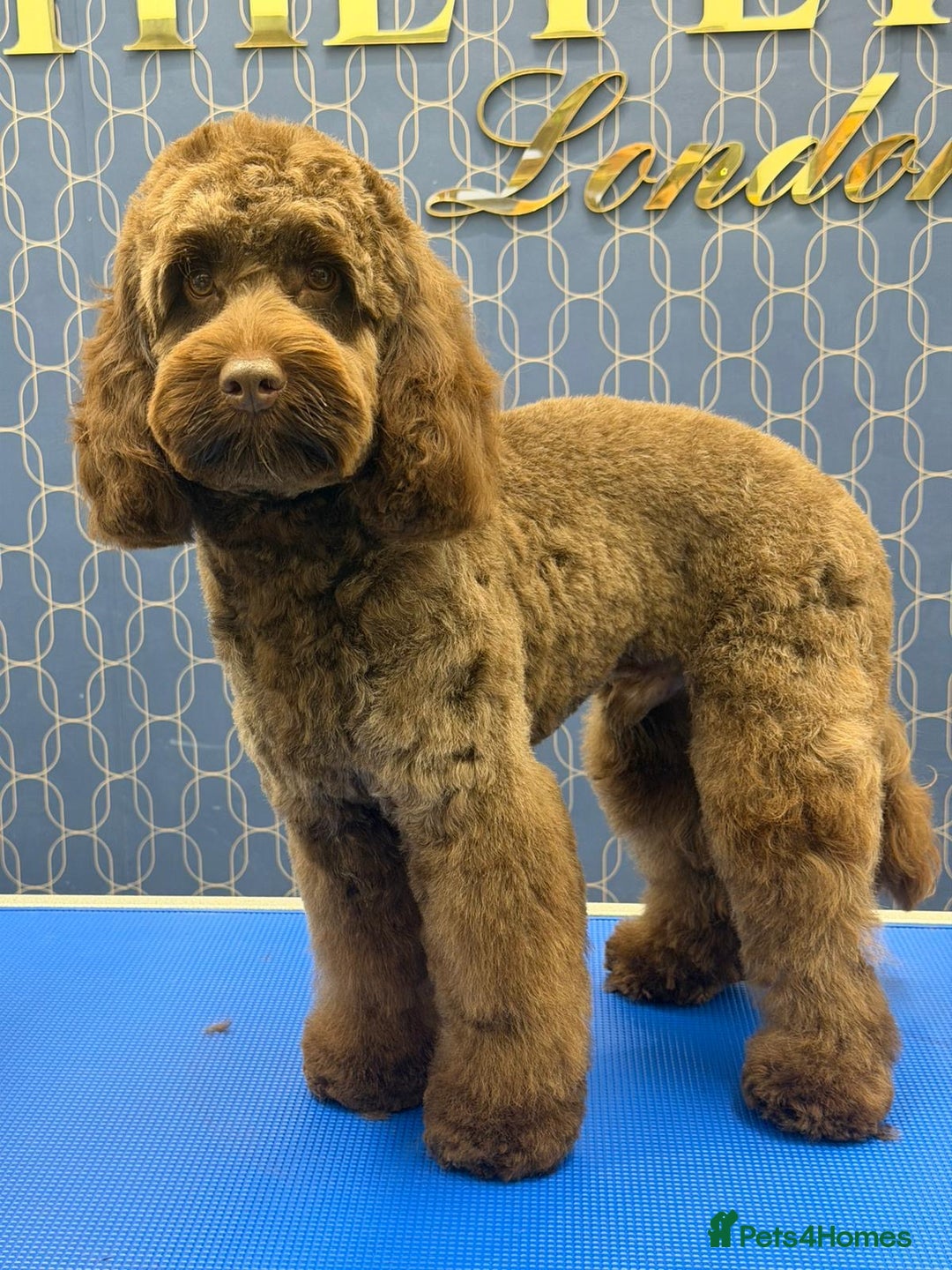 Cockapoo dogs for stud: Cockapoo Standard Male Stud - Advert 2