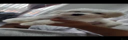Maltese dogs for sale:  Beautiful Maltese Puppies Looking Loving Homes  - Advert 11