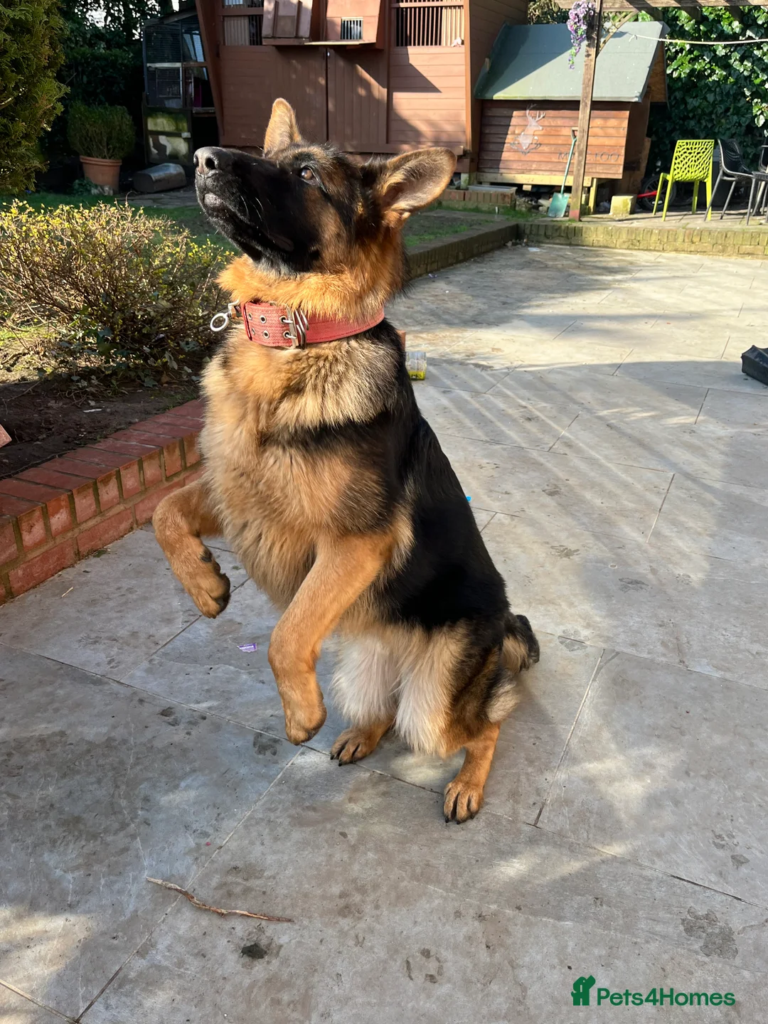 German Shepherd dogs for sale: Little Girl in Birmingham - Advert 1