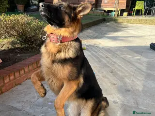 German Shepherd dogs Little Girl - Advert 1