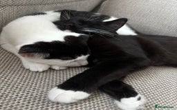 Mixed Breed cats for sale: Simba & Clarkson - MUST GO TOGETHER - Image 2