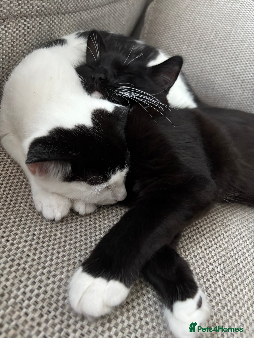 Mixed Breed cats for sale: Simba & Clarkson - MUST GO TOGETHER - Image 2