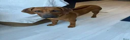 Rhodesian Ridgeback dogs for sale: Beautiful Boy 6 months Pure breed in London - Advert 4