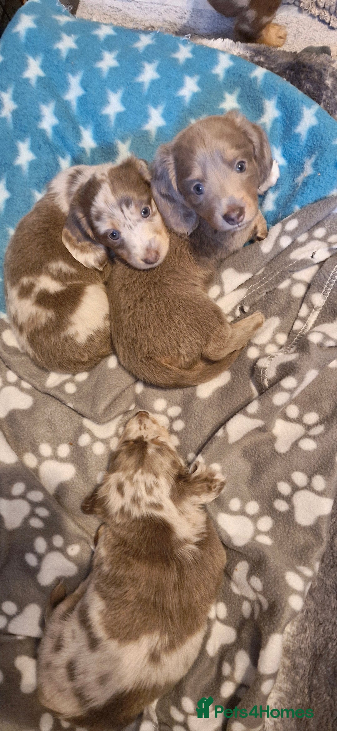 Miniature Dachshund dogs for sale: Longhaired miniature dachshunds  - Image 2