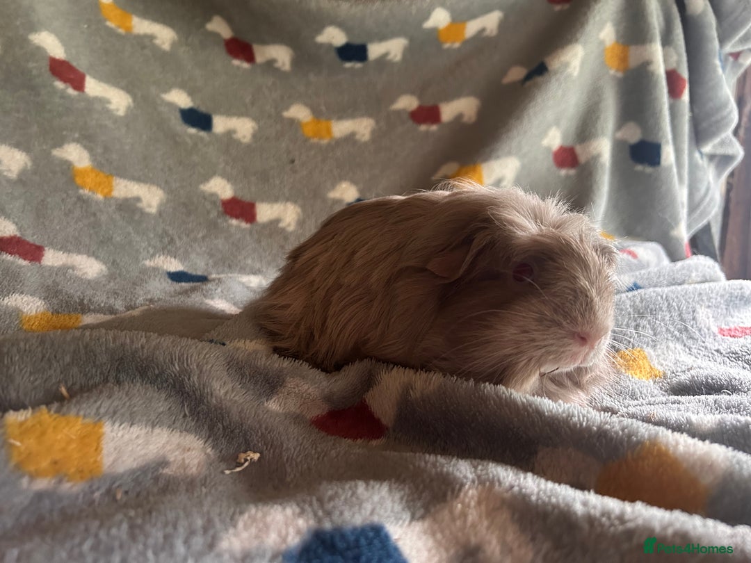 Guinea Pig rodents for sale: Lovely Teddy and Coronet baby Guinea pigs - Image 15