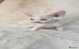 Devon Rex cats for sale: Devon Rex. 3 girls bominant blue eyes. All guts  - Image 22