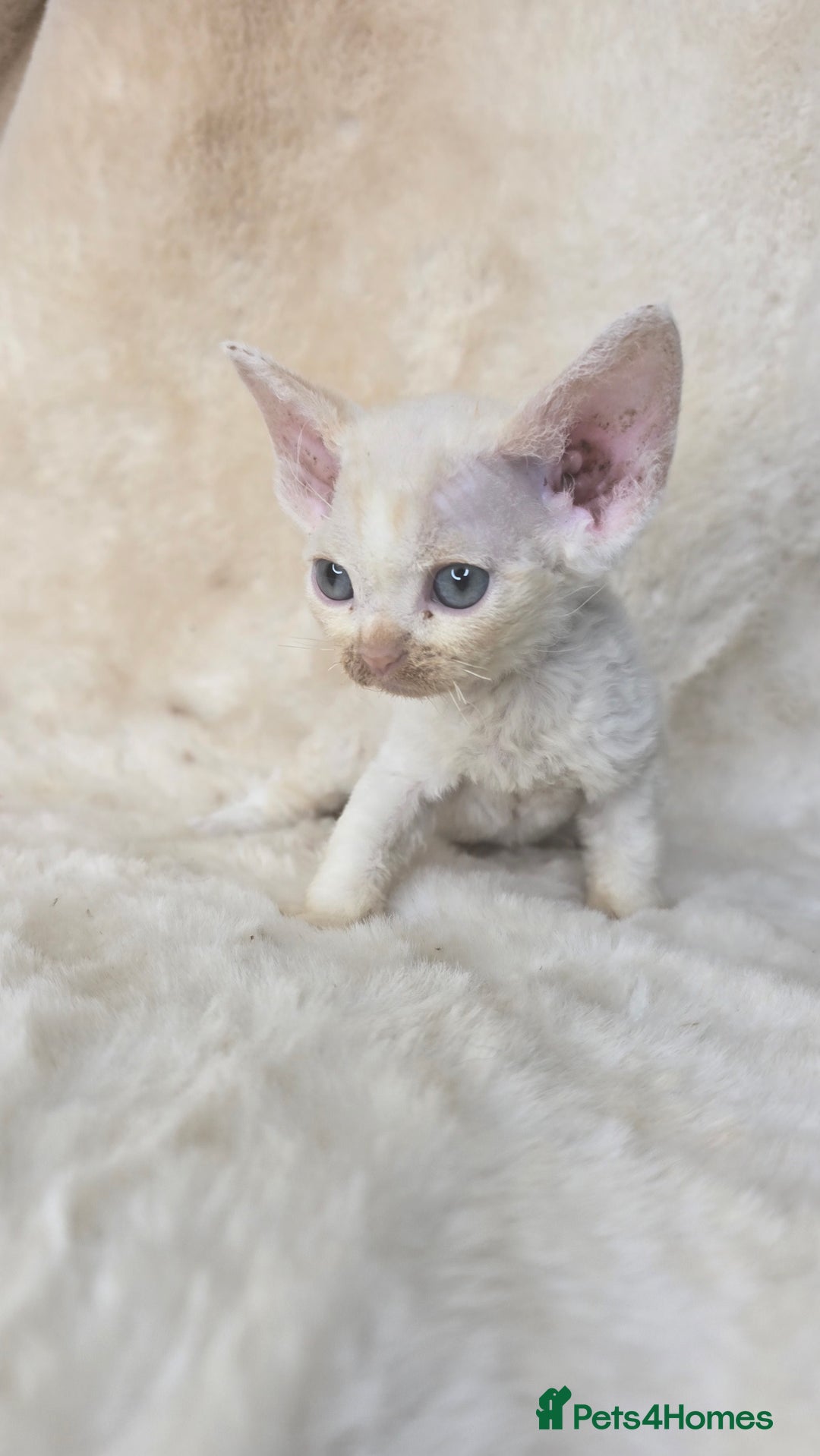 Devon Rex cats for sale: Devon Rex. 3 girls bominant blue eyes. All guts  - Image 22