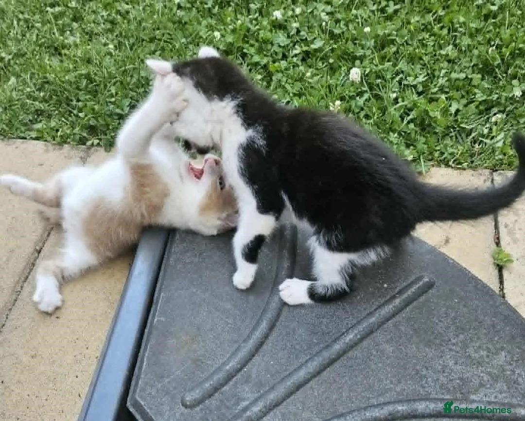 Mixed Breed cats for sale: kittens - Advert 2