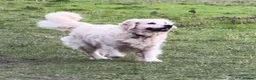 Golden Retriever dogs for sale: 5 year old kc reg fully health tested female  - Advert 5