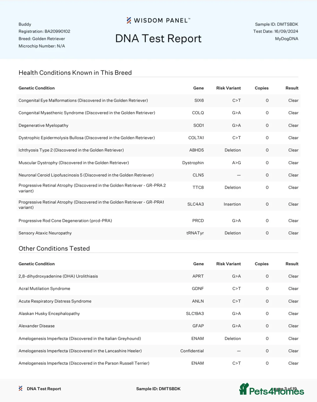 Golden Retriever dogs for stud: Extensively health tested show type kc reg in Bedford - Advert 25