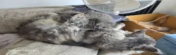 Maine Coon cats for sale: Stunning pure maine coons 1 boy and 1 girl left  - Advert 3