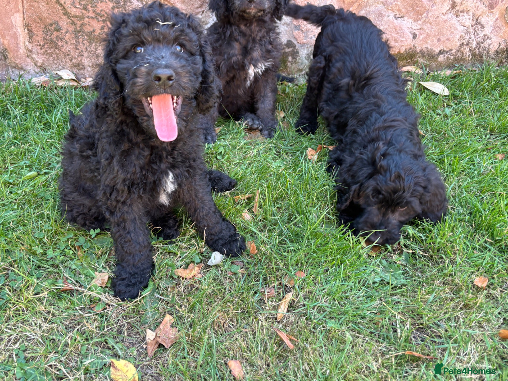 Goldendoodle dogs READY TO LEAVE Beautiful Goldendoodles - Advert 2