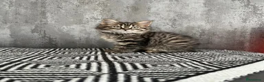 Norwegian forest 1