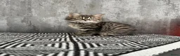 Persian cats for sale: Norwegian forest fluffy kittens  - Advert 2