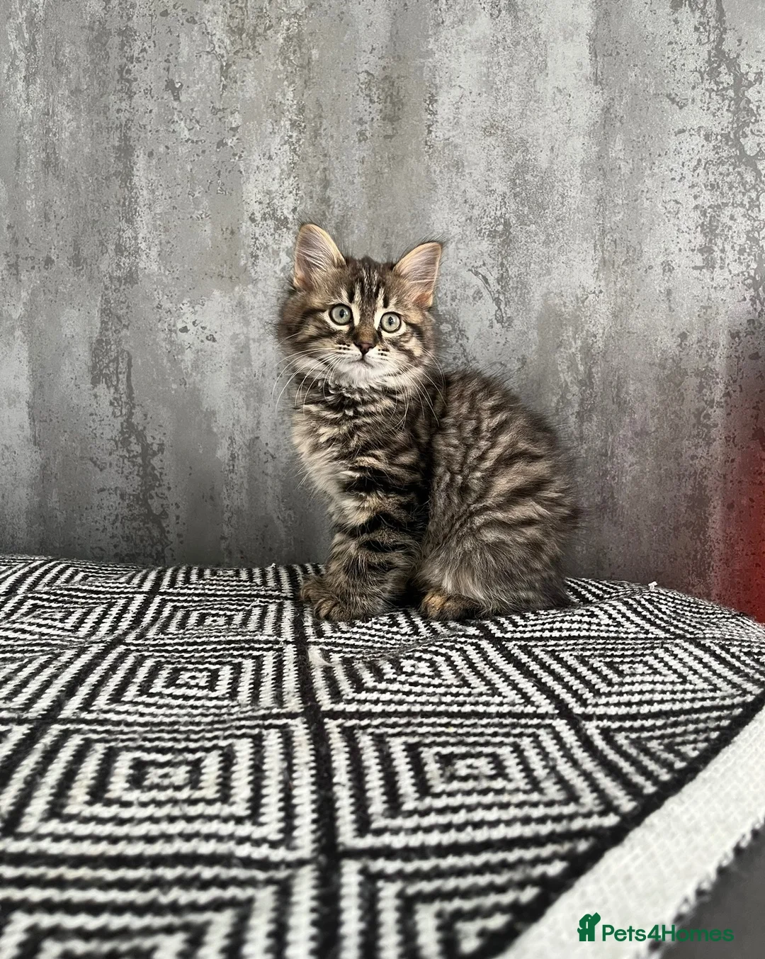 Persian cats for sale: Norwegian forest fluffy kittens  - Advert 2