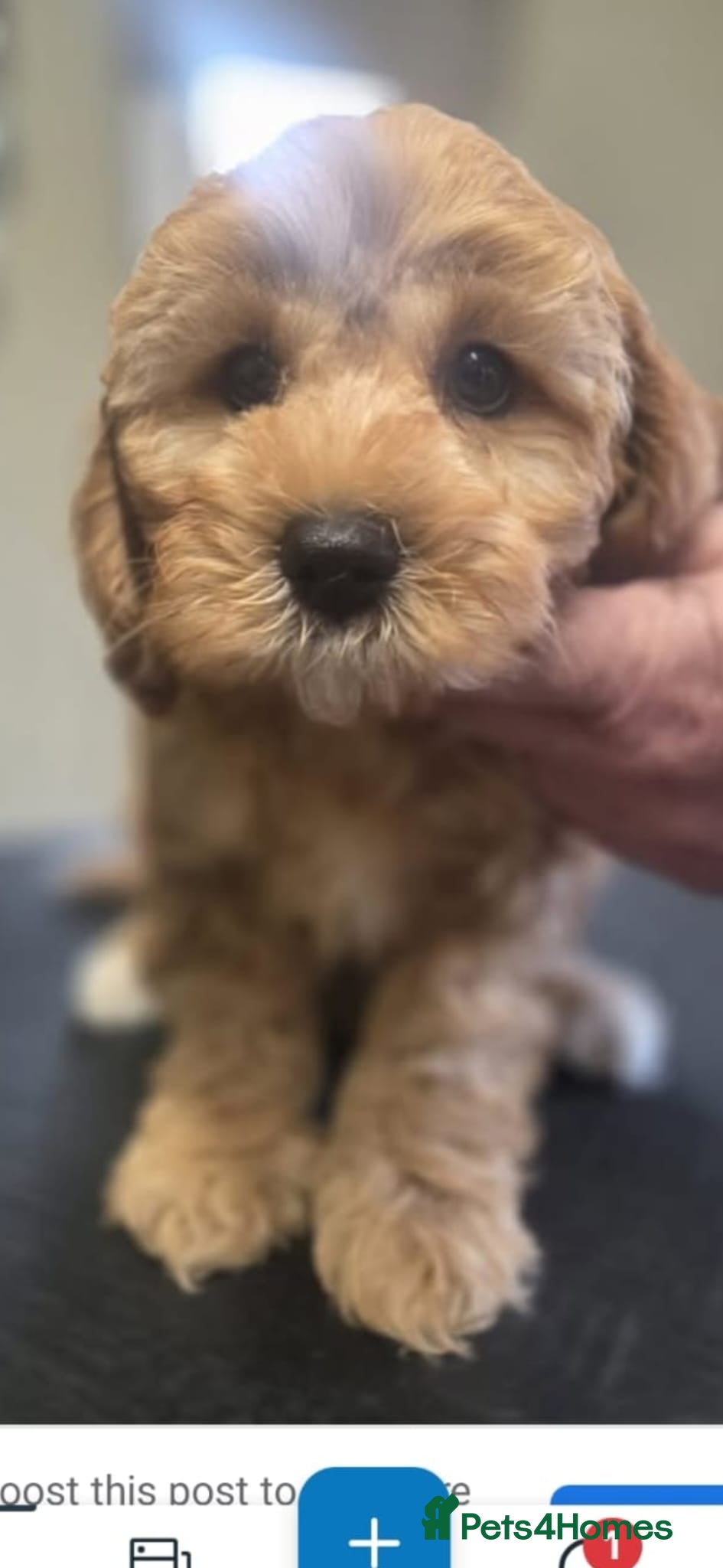 Cavapoo dogs One gorgeous Cavapoo boy left  - Advert 1