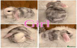 Mini Lop rabbits for sale: Baby Mini Lop Rabbits for Sale 8 Weeks Ready To Go - Advert 1