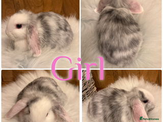 Mini Lop rabbits Baby Mini Lop Rabbits for Sale 8 Weeks Ready To Go - Advert 1