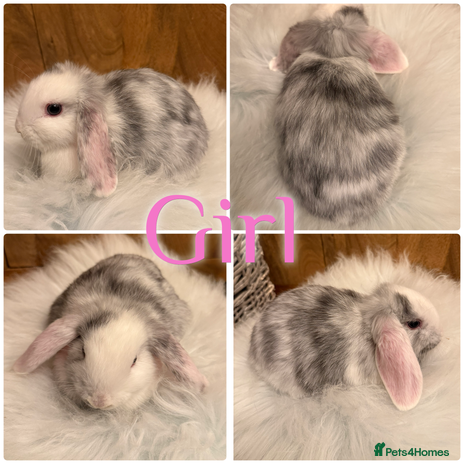 Mini Lop rabbits Baby Mini Lop Rabbits for Sale 8 Weeks Ready To Go - Advert 4