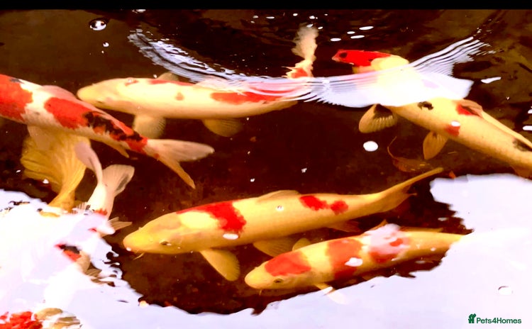 Koi Carp fish - Advert 1