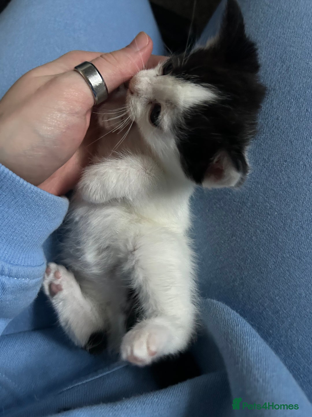 Ragdoll cats for sale: Ragdoll x Tabby Gorgeous Rare Coat Kittens - Advert 3