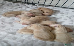 Golden Retriever dogs for sale: 7 kc golden retrievers left  - Image 6