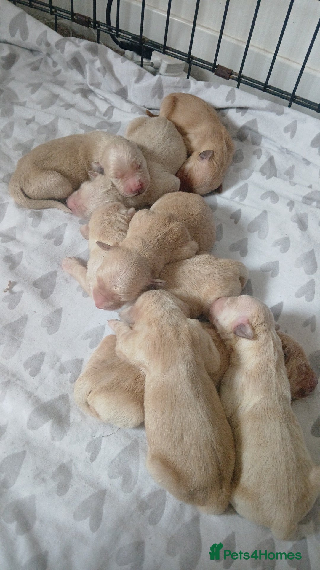 Golden Retriever dogs for sale: 7 kc golden retrievers left  - Image 6