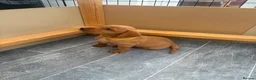 Labrador Retriever dogs for sale: Stunning Fox Red Working Labrador Retriever  in Bolton - Advert 9