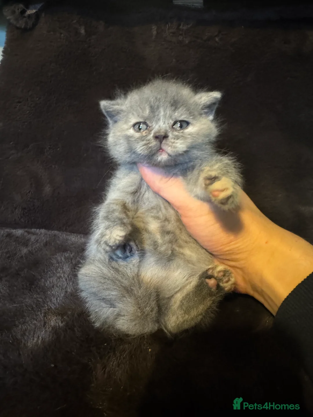 British Shorthair cats for sale: Tica reg BSH kittens  - Advert 3