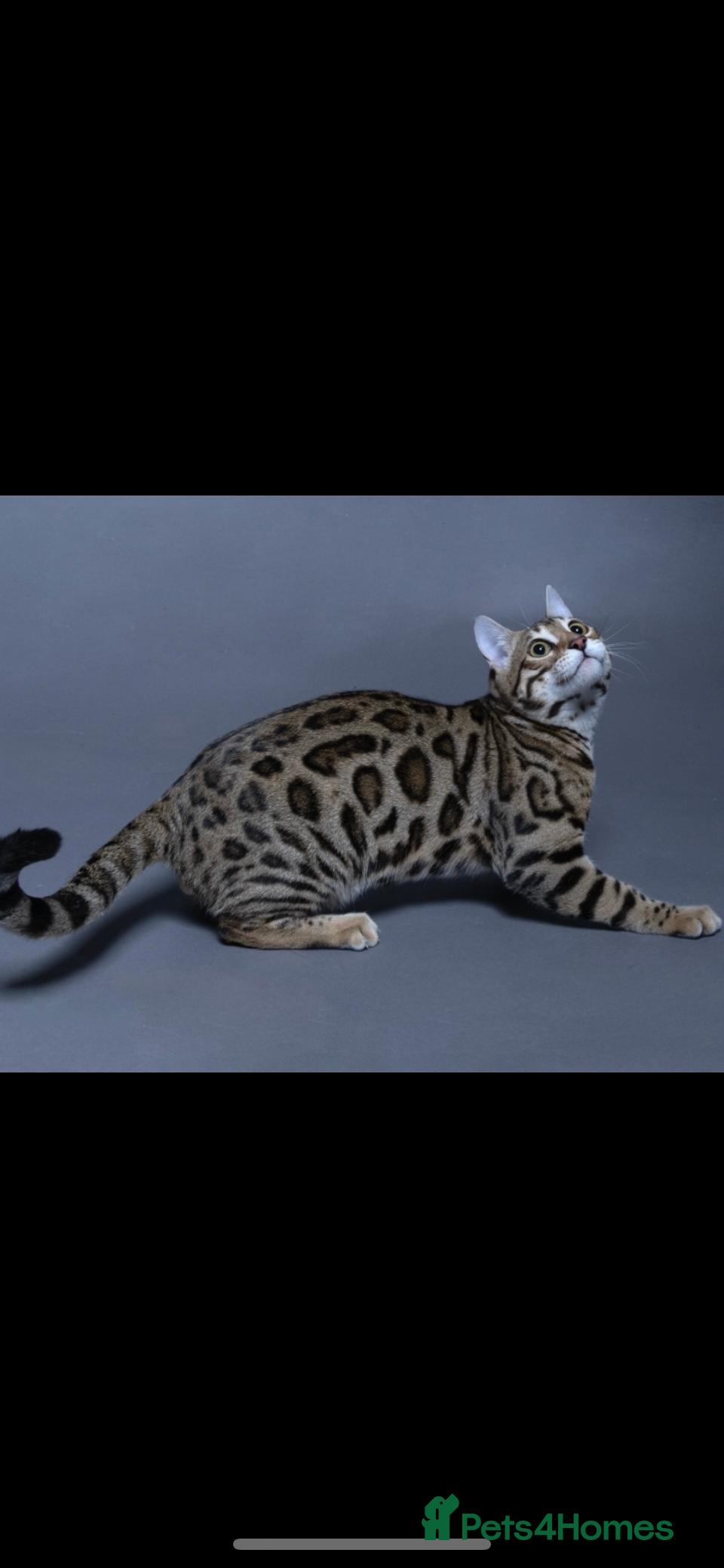 Bengal cats 😻 🥇 Tica Show Winner 🥳 😻  - Advert 6