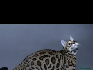 Bengal cats 😻 🥇 Tica Show Winner 🥳 😻 - Advert 6