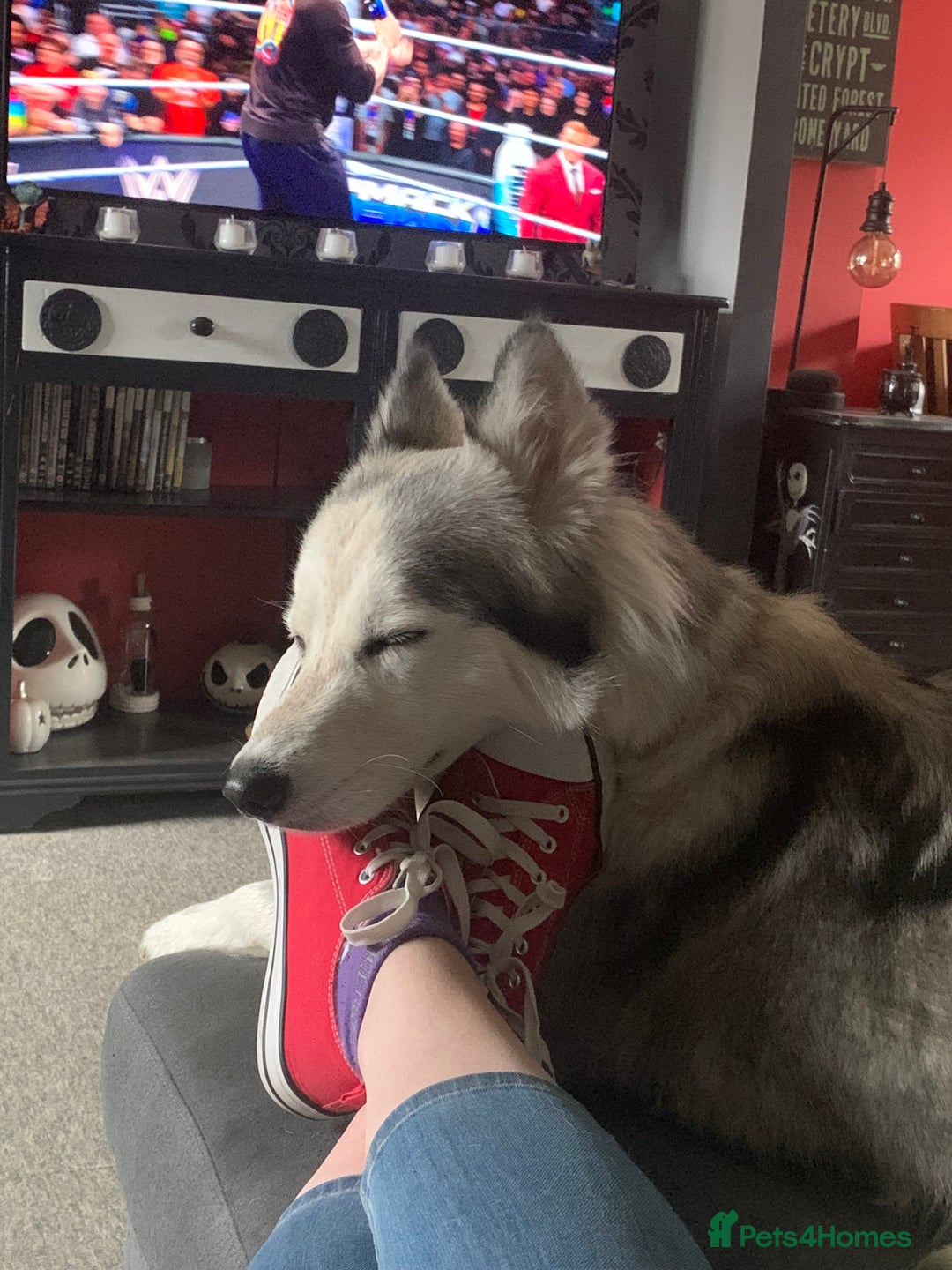 Siberian Husky dogs for sale: Beautiful Siberian husky girl in Bolton - Image 3
