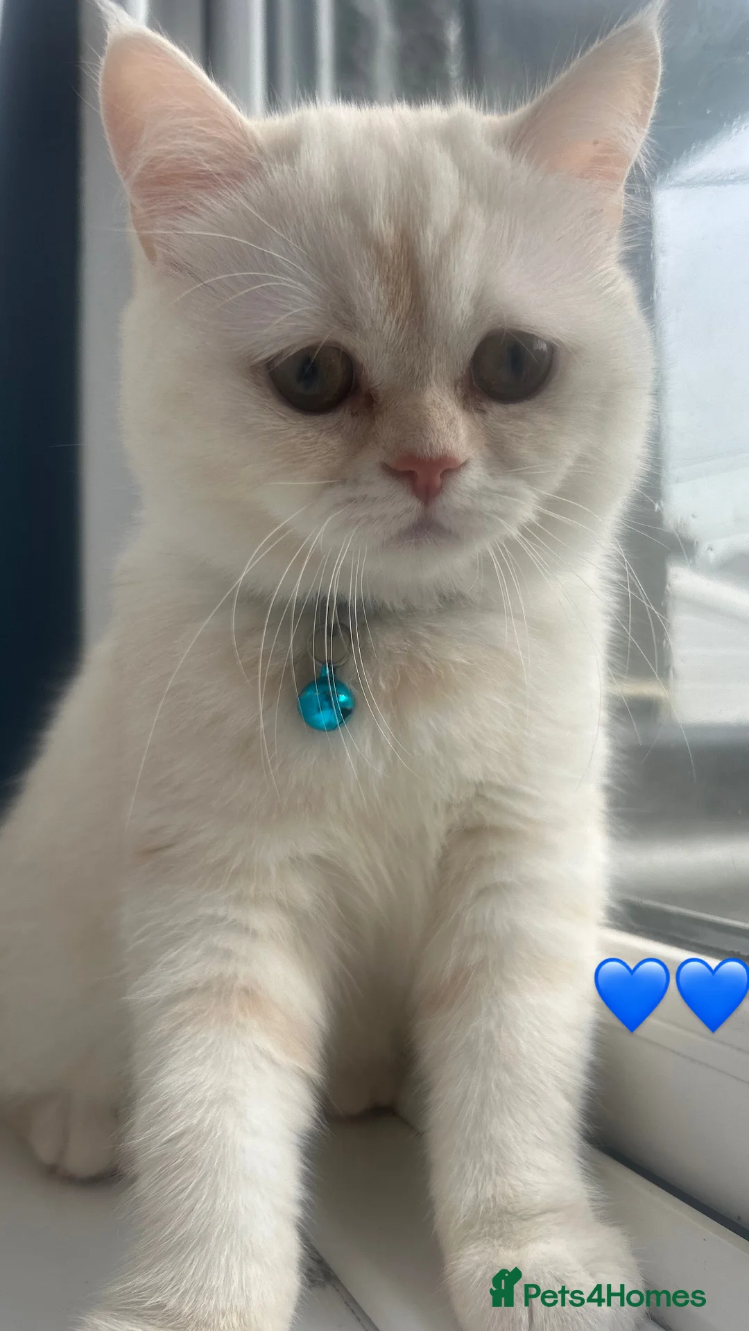 Persian cats for sale: Beautiful Persian for sale  - Advert 8