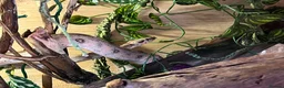 Boa Snake reptiles for sale: Hypo boa het leopard juvenile  - Advert 6