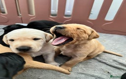 Labrador Retriever dogs for stud: KC Labrador, Health and DNA-Tested, Proven Stud in Cobham - Image 19