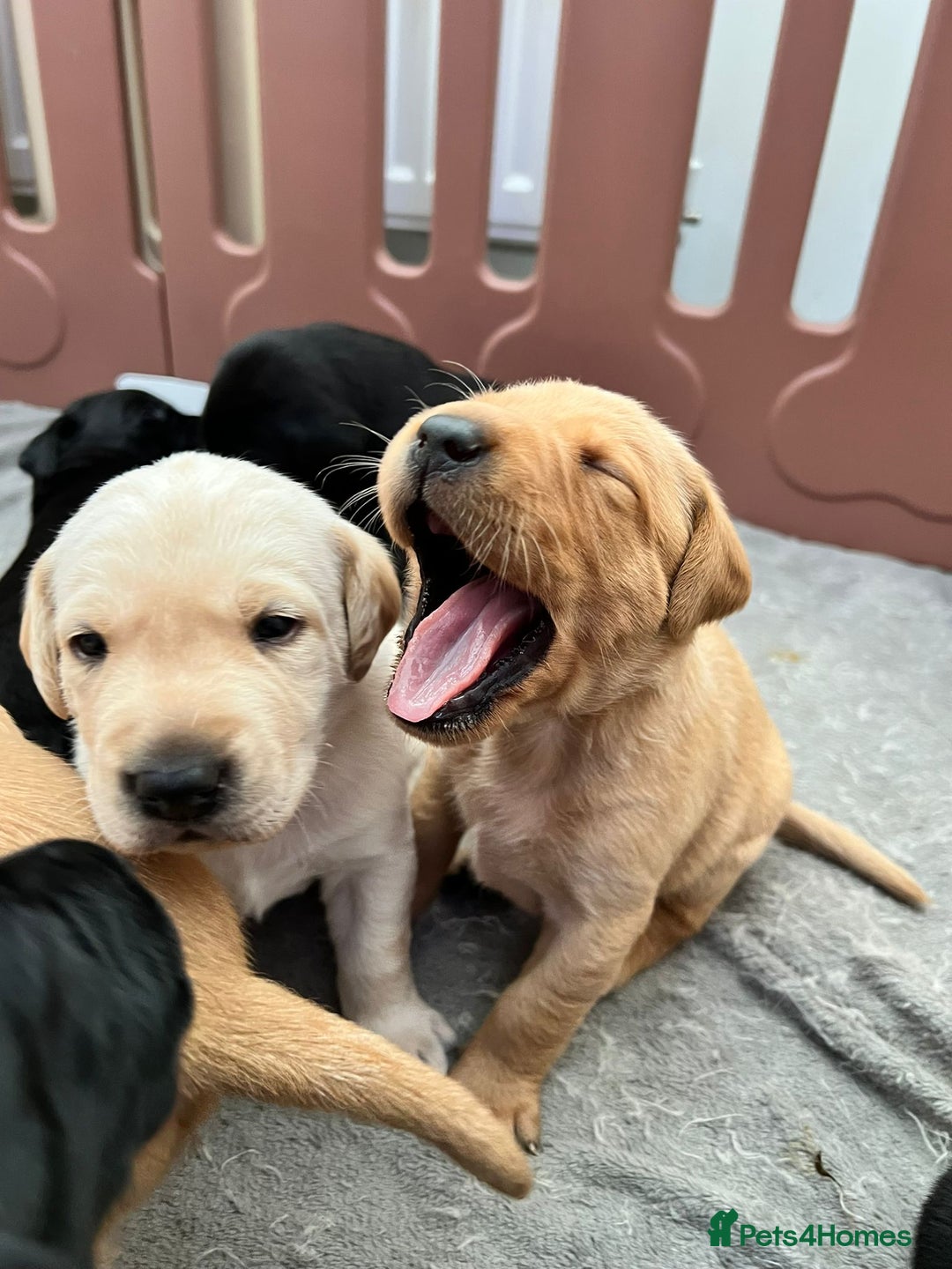 Labrador Retriever dogs for stud: KC Labrador, Health and DNA-Tested, Proven Stud in Cobham - Image 19