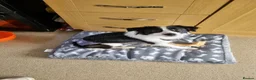 Mixed Breed dogs for sale: Dog for rehoming in Abertillery - Advert 2