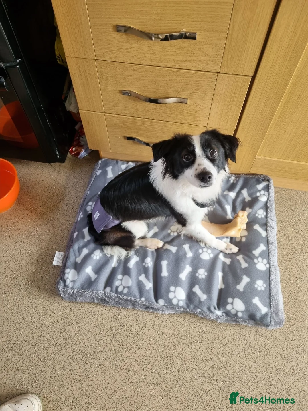 Mixed Breed dogs for sale: Dog for rehoming in Abertillery - Advert 2