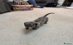 Miniature Dachshund dogs for sale: Miniature dachshund  - Advert 12