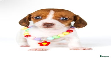Miniature Dachshund dogs - Advert 6