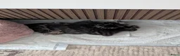 Mixed Breed cats for sale: For Adoption/ 10£ in Leeds - Advert 3