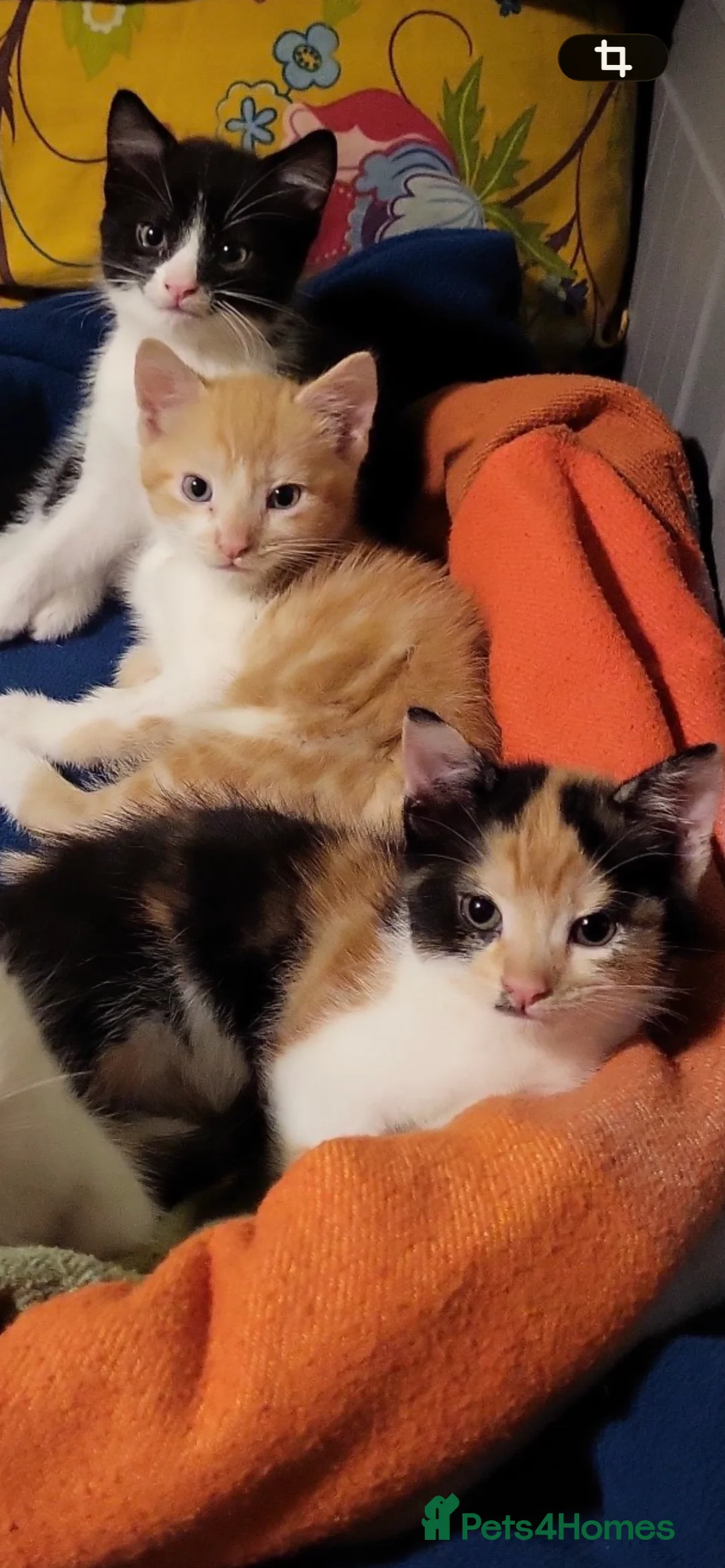 Mixed Breed cats for sale: 3 beautiful Kittens looking for there forever home - Advert 2